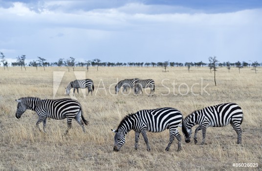 Picture of Tanzania Serengeti National Park Lobo area zebras equus burchellii